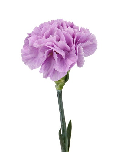 カーネーション（ムーンダスト）の花入れ　川越葬儀社【セレモニーサロン】