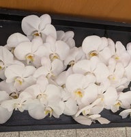 胡蝶蘭のお別れ花 火葬式・直葬　埼玉県川越市葬儀セレモニーサロン】